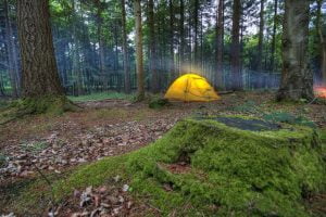 Tent In Forest