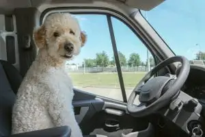 Dog at Steering WHeel of Car