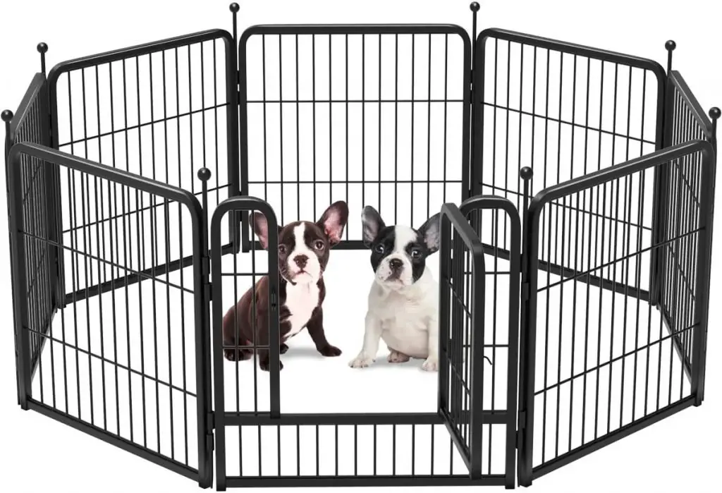 Two French Bulldogs sitting inside an octagon shaped metal pen