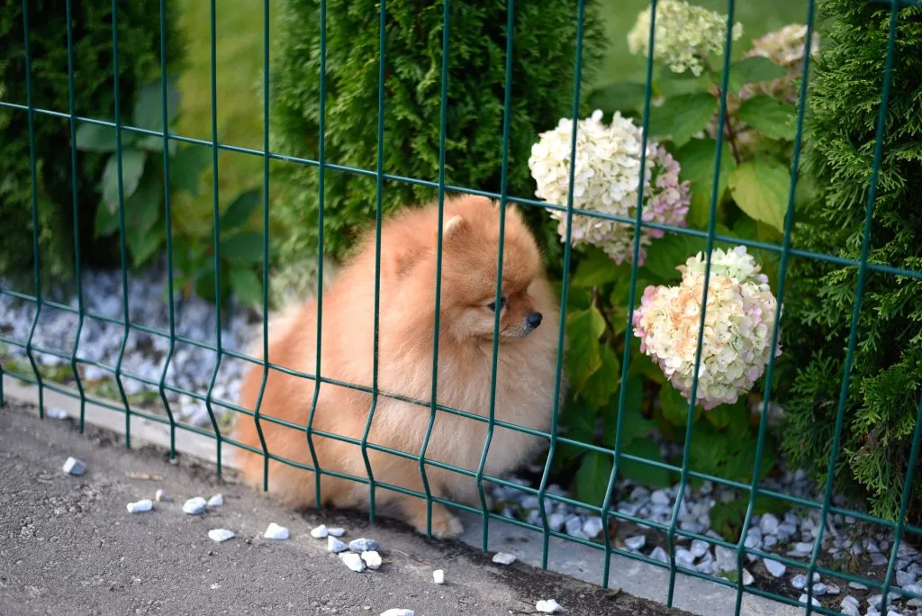 Brown Pomeranian dog sitting behind small green RV dog fence