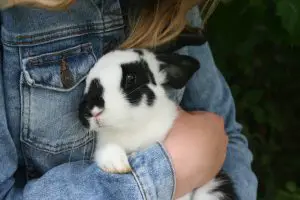 traveling with a rabbit