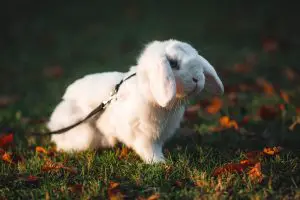 traveling with rabbit